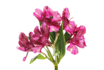 Purple atstroemeria flowers