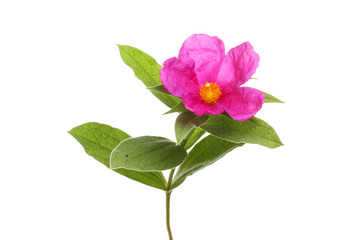 Rock rose flower