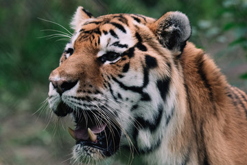 Amur Tiger