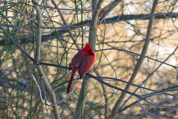 northern cardinal on a branch