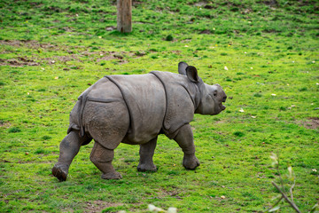 Obraz premium Baby greater horned rhino