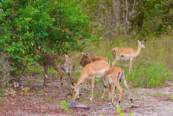 Tanzania. Antelopes impala in Mikumi park