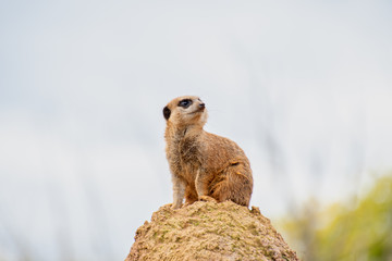 Meerkat on top of a rock on lookout