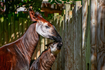Baby Okapi with her mum