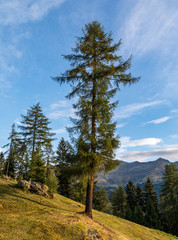 Fototapeta na wymiar Trees in autumn, Alto Adige, Passeier Valley