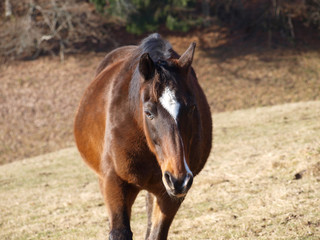 Obraz premium Cheval de Hesse dans un enclos en Forêt-Noire, originaires de Hesse en Allemagne
