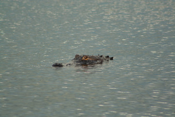 Fototapeta premium alligator