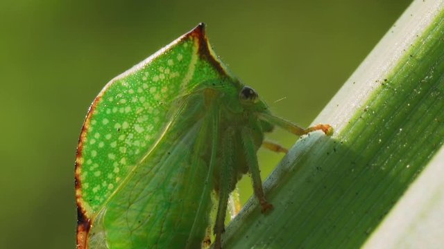 Green cicada Stictocephala Bubalus sits on a blade of grass. Side view. Macro shot.