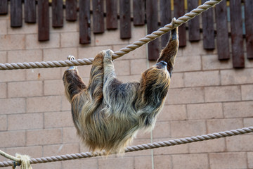 Two toed sloth crawling along some rope