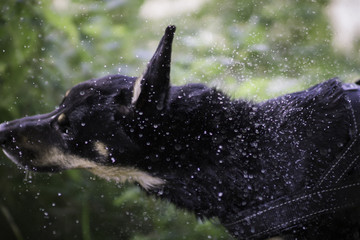 Wet Dog (c) Alexander Reichel