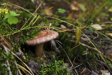 Mushroom Volnushka in the grass in the autumn forest.