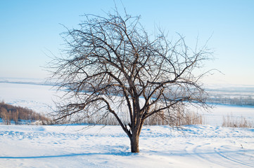Fototapeta na wymiar Winter landscape, Snowdrifts, winter background for calendar or design