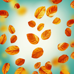 Autumn concept. Bright flying fall leaves  on turquoise background. Creative layout