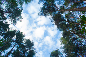 Green branches with sky
