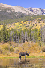 Fototapeta na wymiar Bull Moose with Calf Wading in Sprague Lake in Rocky Mountain National Park