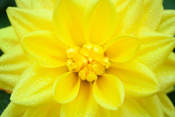 Obraz premium Yellow dahlia