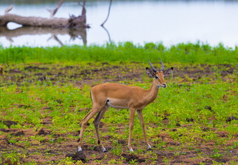Tanzania. Antelopes impala in Mikumi park