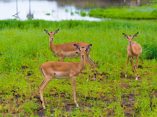 Tanzania. Antelopes impala in Mikumi park