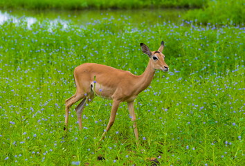 Tanzania. Antelopes impala in Mikumi park