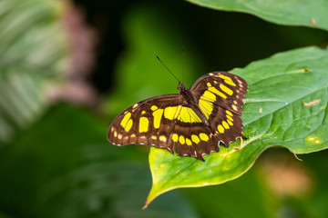 Butterfly at rest on leaf