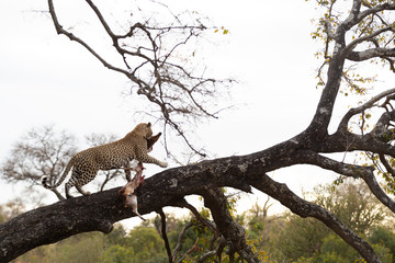 Male leopard hoisting his bushbuck kill into a tree - image captured in the Greater Kruger National Park 