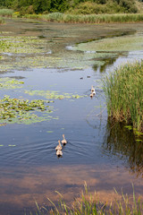 Views of Hungarian nature reserve Kis Balaton (Little Balaton)