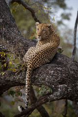 Huge male leopard in tree looking back at camera - captured in the greater kruger national park  © Christof