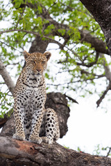 Wild female leopard sitting on a branch in a tree looking passed the camera - captured in the Greater Kruger National Park 