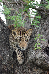 Young female leopard with curious. stare