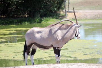 Afrikanische Savanne - Antilope