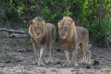 Lion brothers standing together