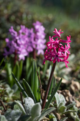 Naklejka premium Hyacinth flowers blooming at springtime