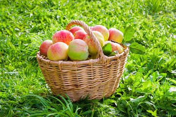 harvest juicy ripe fruit apples in basket