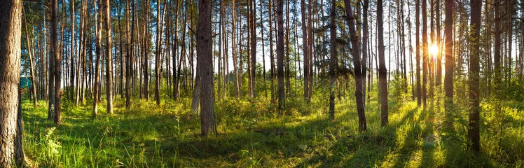 Foto op Plexiglas  landscape with forest and sun, panorama © yanikap