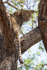 Leopard in tree looking back