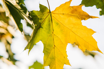 leaves against the sky