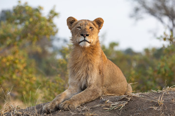 Young male lion with perfect posture