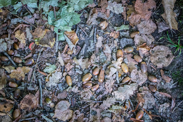 Eicheln am Waldboden, Herbst