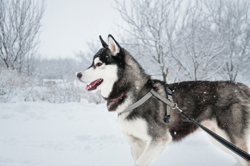 Siberian husky walks in a snowy winter park.