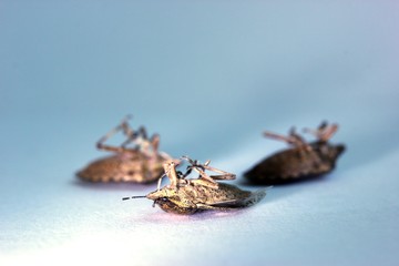 Drei tote Wanzen auf weißem Grund
