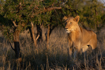 Young male lion looking left