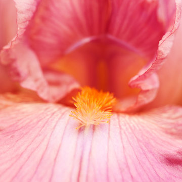 beautiful bright striped pink iris, macro