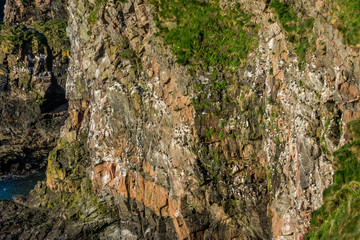 Cove Cliffs