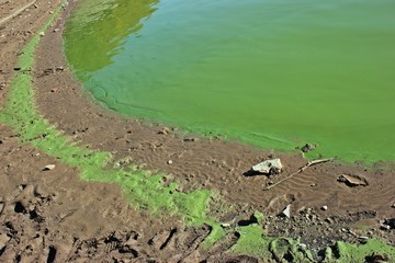 Blaualgen im ausgetrockneten Edersee 