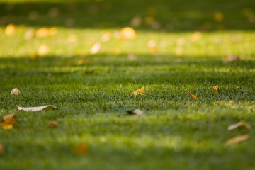Fallen yellow leaves on trimmed green grass with beautiful tree shadows-background photo (Late summer-early autumn)