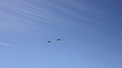 Fototapeta premium Zwei fliegende Höckerschwäne (Cygnus olor) vor blauem Himmel