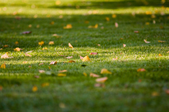 Fallen yellow leaves on trimmed green grass with beautiful tree shadows-background photo (Late summer &ndash; early autumn)