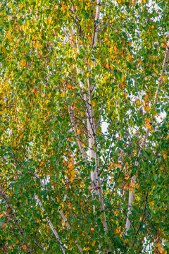 Beautiful Russian birches in green and yellow foliage against the sky-the beginning of autumn in nature in Central Russia
