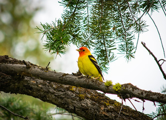 Idaho Bird