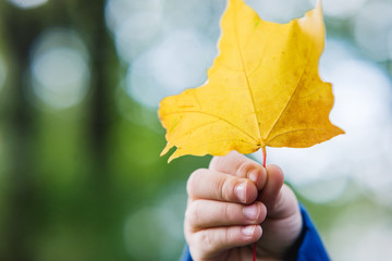 autumn leaf in children's hands